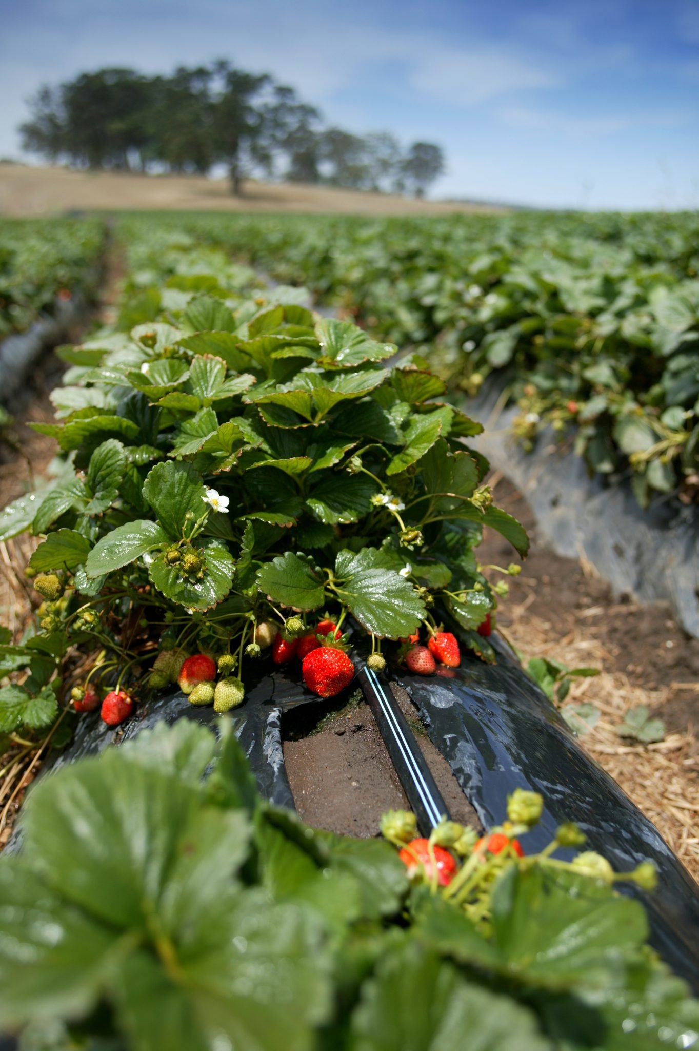 Braškių plantacija aukštose lysvėse su lašeline laistymo juosta