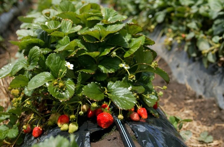 Braškių plantacija aukštose lysvėse su lašeline laistymo juosta